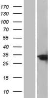 C/EBP Delta / CEBPD Protein (Over-Expression Lysate Myc-DDK (Flag))
