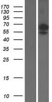 SIGLEC6 Protein (Over-Expression Lysate Myc-DDK (Flag))