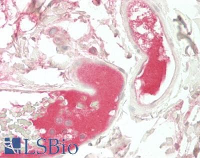 IHC-plus™ PROS1 / Protein S Antibody