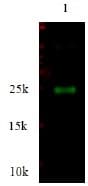TIMP4 Antibody (Preservative Free)