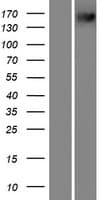 PXDN / MG50 Protein (Over-Expression Lysate Myc-DDK (Flag))