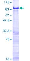 Human LGTN / EIF2D Protein (Recombinant GST)