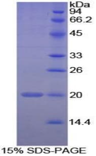Human PPIF / Cyclophilin F Protein (Recombinant His-T7)