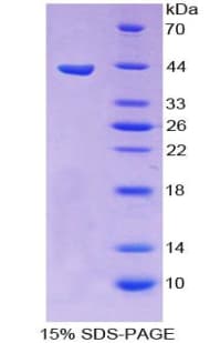 Mouse Orexin A Protein (Recombinant His-GST)
