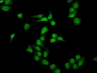 HIST1H4I Antibody