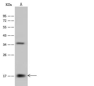 PPIL3 Antibody