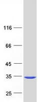 Human YWHAB / 14-3-3 Beta Protein (Recombinant Myc-DDK (Flag))