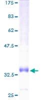Human CCL14 Protein (Recombinant GST)