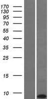 KRTAP22-1 Protein (Over-Expression Lysate Myc-DDK (Flag))