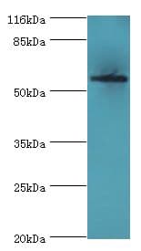 ACBD5 Antibody (aa1-461, Biotin)