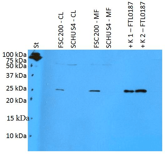 Francisella tularensis FTL0187 Antibody (clone Polyclonal)
