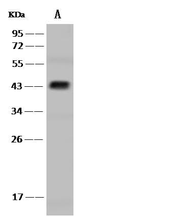 POFUT1 Antibody