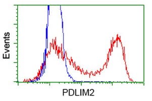 Monoclonal Mouse anti-Human PDLIM2 / SLIM Antibody (clone OTI9B6, WB)