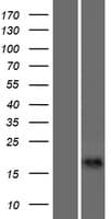 CALML6 Protein (Over-Expression Lysate Myc-DDK (Flag))