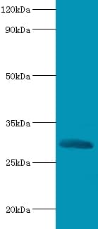 CELA2A / ELA2A Antibody (FITC)
