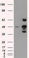 PSMC3 Antibody (clone OTI9F3, Carrier-free)