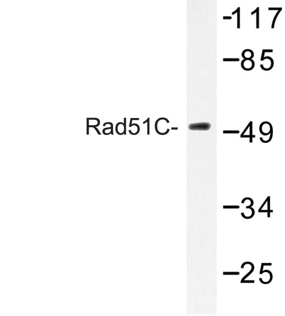 RAD51C Antibody (Glu185)
