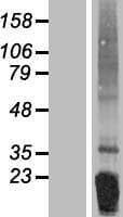 FNDC5 / Irisin Protein (Over-Expression Lysate Myc-DDK (Flag))