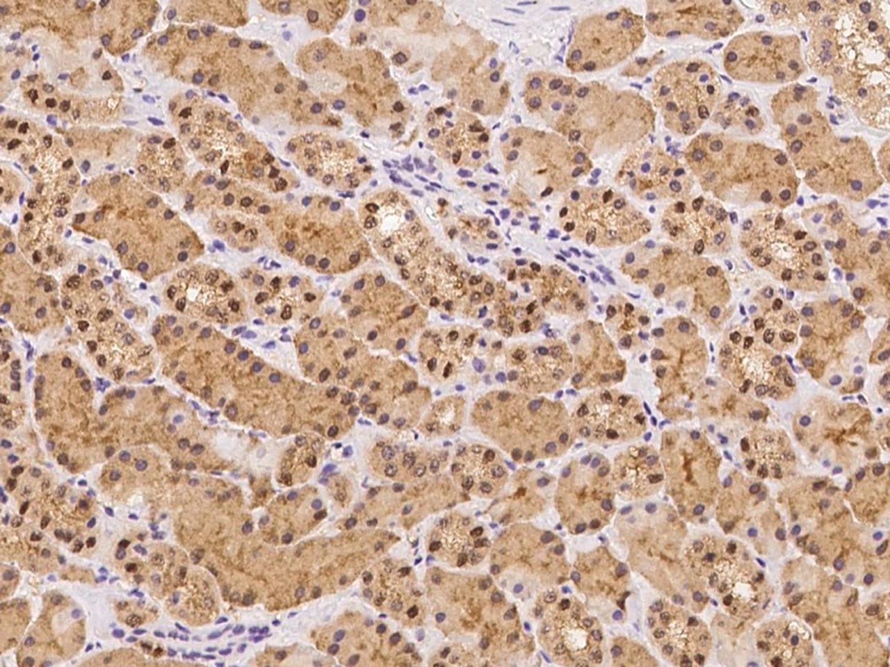 Polyclonal Rabbit anti-Human PRMT5 Antibody (Preservative Free, IHC)