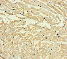 C4orf46 Antibody