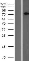 SLC2A13 / HMIT / GLUT13 Protein (Over-Expression Lysate Myc-DDK (Flag))