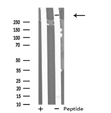 MYO9B Antibody
