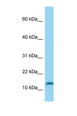 MED21 Antibody (C-Terminus)
