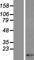 TXN / Thioredoxin / TRX Protein (Over-Expression Lysate Myc-DDK (Flag))