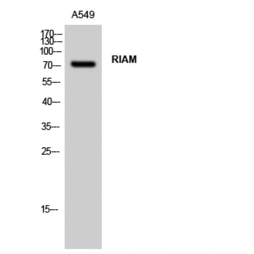 APBB1IP / RIAM Antibody (430-510 aa, Internal)