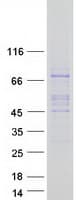Human GAB4 Protein (Recombinant Myc-DDK (Flag))