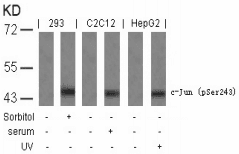 JUN / c-Jun Antibody