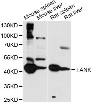 TANK Antibody