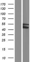 Human TRIM49C Protein (Over-Expression Lysate Myc-DDK (Flag))