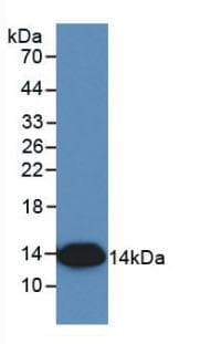 IL8 / Interleukin 8 Antibody (clone C1)
