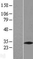 PNO1 Protein (Over-Expression Lysate Myc-DDK (Flag))