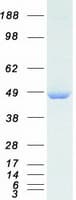 Human Dynactin 2 / Dynamitin Protein (Recombinant Myc-DDK (Flag))