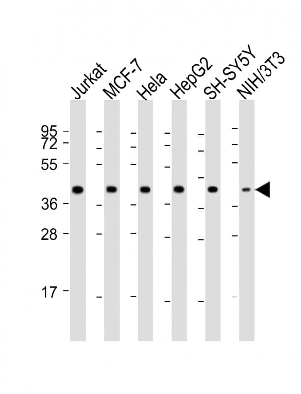 MRNP41 / RAE1 Antibody (aa128-162)