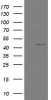 CALR3 Antibody (clone OTI1E1)