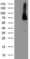 PGM3 Antibody (clone OTI5C6)