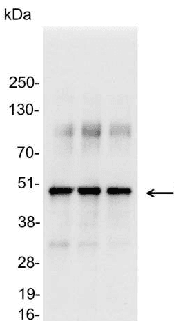 Polyclonal Rabbit VSV-g Tag Antibody (WB)