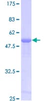Human PRDX6 / Peroxiredoxin 6 Protein (Recombinant GST)
