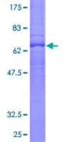 Human S1PR1 / EDG1 / S1P1 Protein (Recombinant GST)