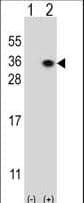Polyclonal Rabbit anti-Human HS2ST1 Antibody (aa16-45, IHC, WB)