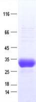 Human Adiponectin Protein (Recombinant DDK,C-terminus)