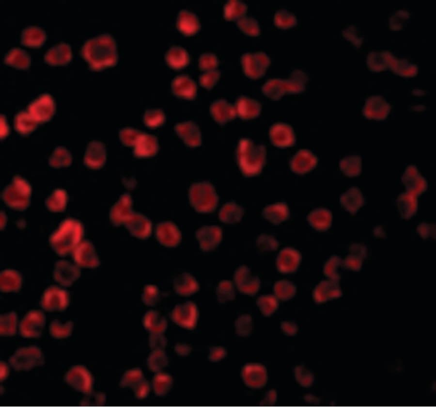 Tlr11 Antibody