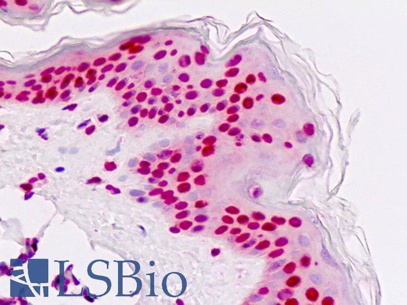 IHC-plus™ NFIA / Nuclear Factor 1 Antibody (aa470-498)