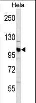 Polyclonal Rabbit anti-Human CUL1 / Cullin 1 Antibody (aa680-708, WB)