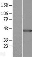 PLEK / Pleckstrin Protein (Over-Expression Lysate Myc-DDK (Flag))
