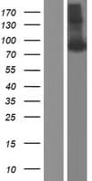 APP / Beta Amyloid Precursor Protein (Over-Expression Lysate Myc-DDK (Flag))