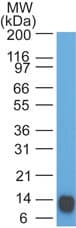 EPS8 Antibody (aa701-882, clone 18F5B11)